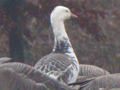 Emperor Goose x Ross's Goose hybrid